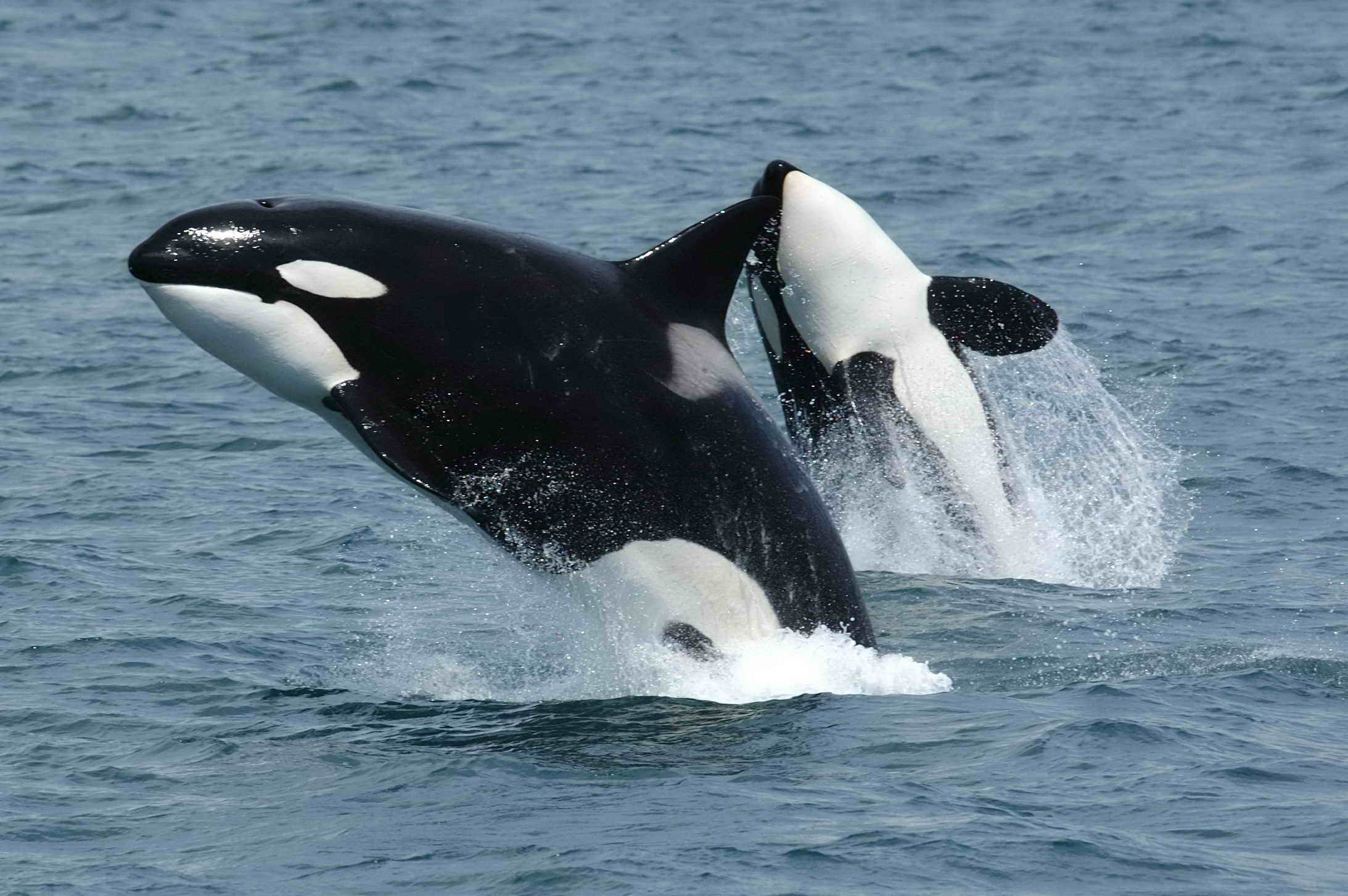 Orca whales