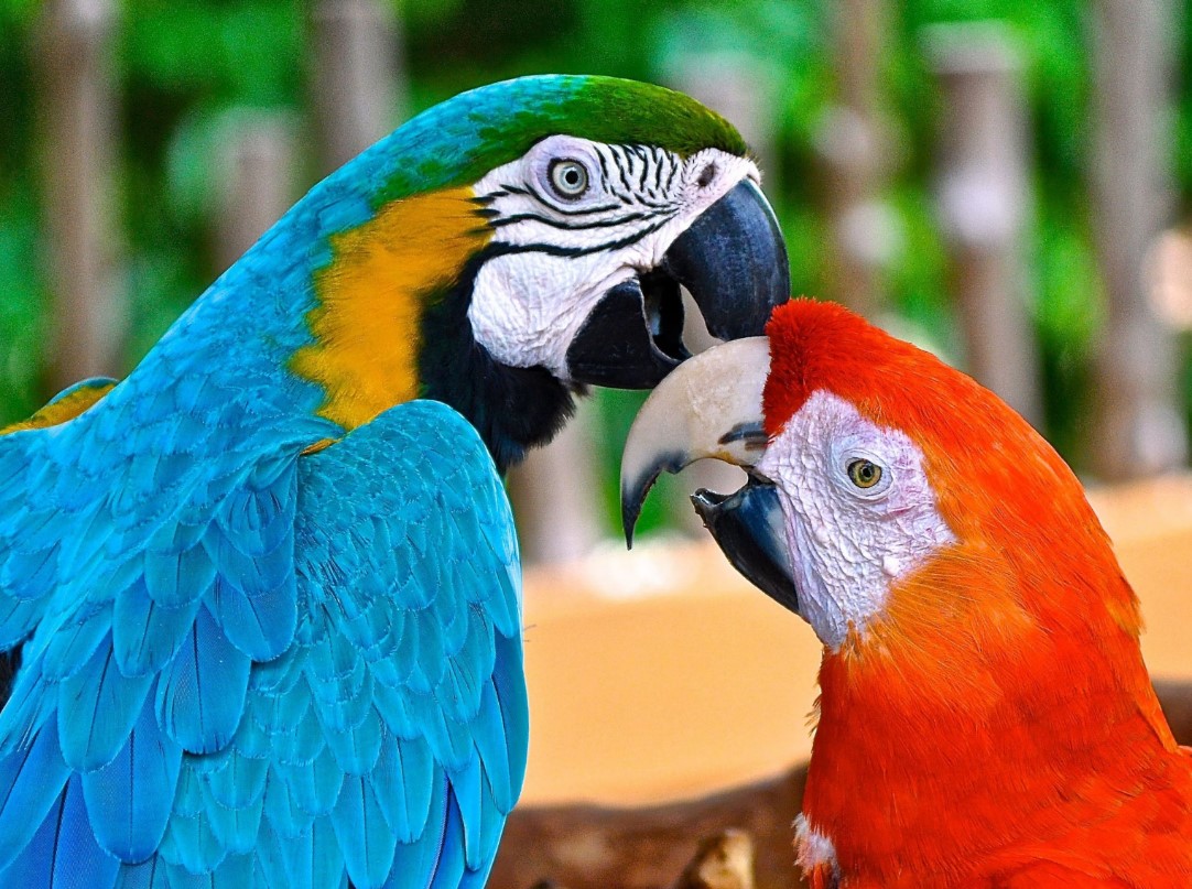 Birds in nature
