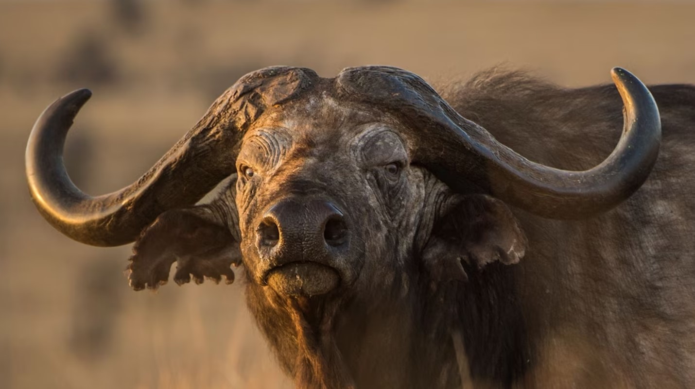 Africa's Cape Buffalo 