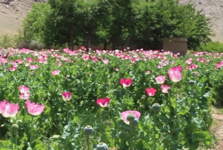 Afghanistan Account for 80% of Global Illicit Opium Production in 2022: UN