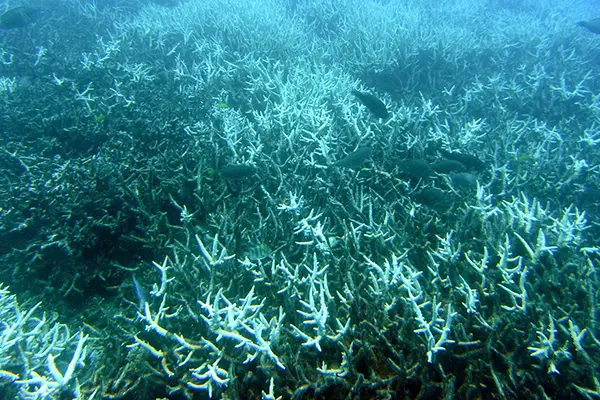 Dire implications as Hottest Oceanic Temperatures recorded: Experts | Baaghi TV