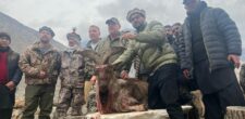 3rd Markhor Hunting Trophy | US Citizen Robert Myles Hall Successfully Hunts Kashmir Markhor | Baaghi TV