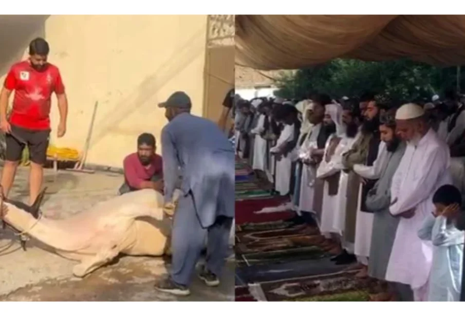 Eid-ul-Adha is being Celebrated with Religious Fervor, Sacrifices are being made