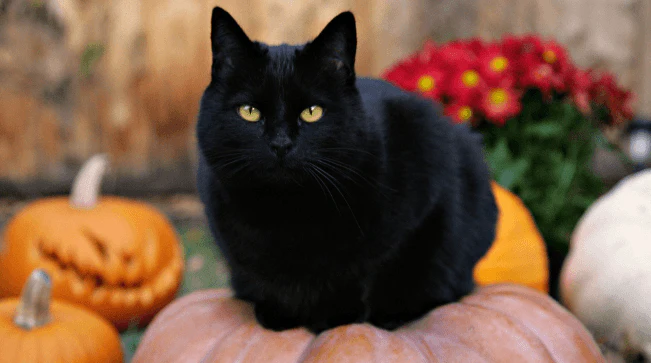 A Black Cat Crossing your Path brings Bad Luck