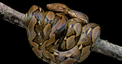 Thailand: Giant 5-Metre Python Found Inside Home’s Cat Room; All Rare Cats Safe