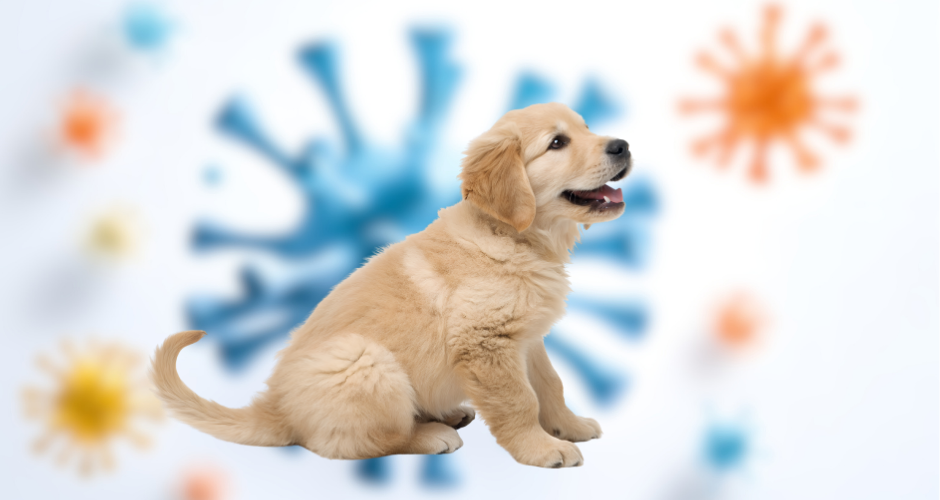 Global Health Experts Warn on Influenza D and Canine Coronavirus as Potential Future Human Threats