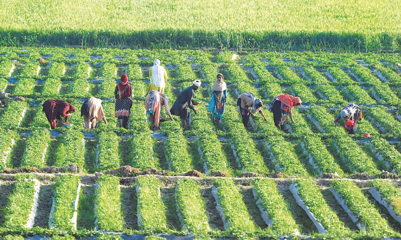 Pakistan’s $50 Billion Agriculture Problem No One in Power Wants to Fix | Baaghi TV