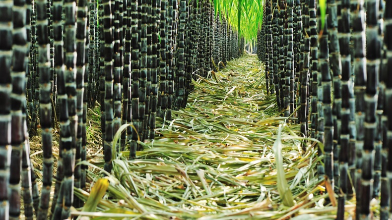 Brazil Grows Sugarcane Because It Rains, Pakistan Grows It Because It Pays