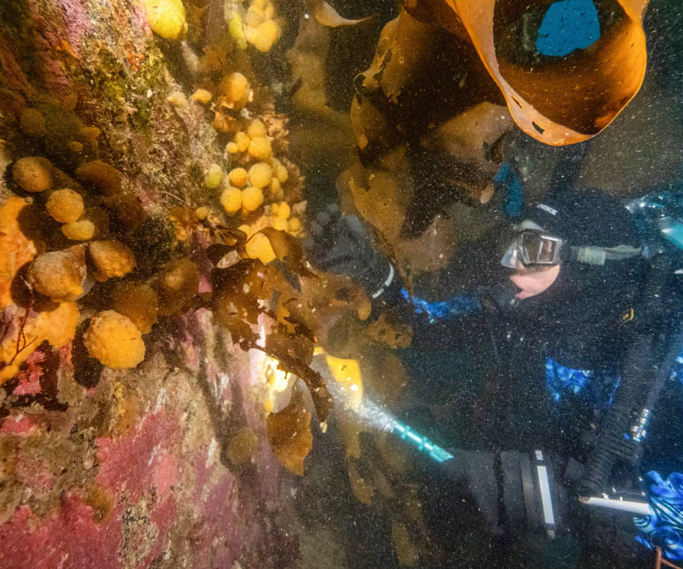Tiny Antarctic Sea Creature Shows Promise in Future Melanoma Treatment, Scientists Say