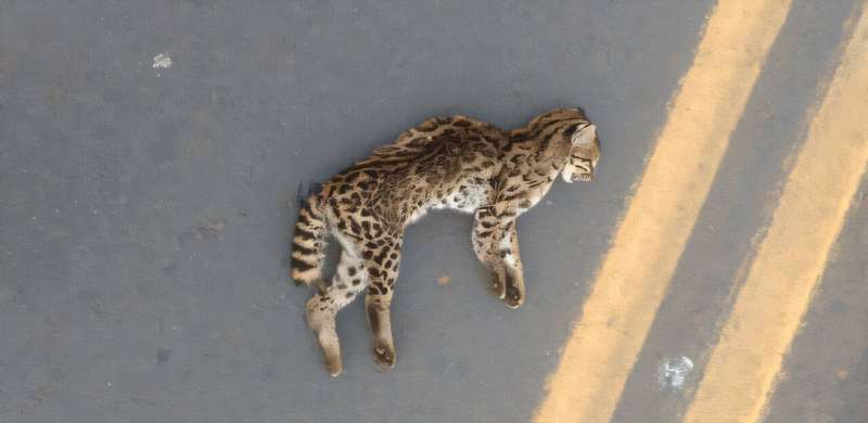 Brazil Study Detects Disease-Causing Fungus in Wild Animals, Raising Health Concerns