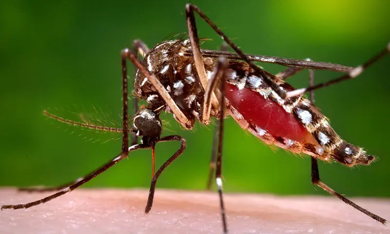 Peshawar Records Sporadic Dengue Cases Amid Data Concerns | Baaghi TV