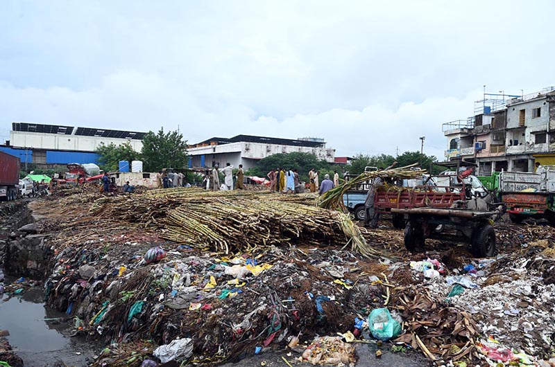 Islamabad | Sugarcane Loading Near Garbage Raises Hygiene Concerns