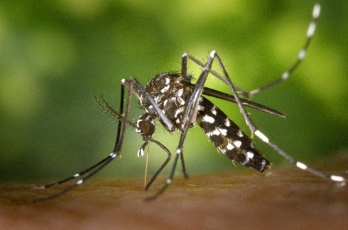 Rawalpindi Seals 594 Premises, Registers 2,223 Dengue FIRs | Baaghi TV